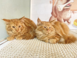 Purebred Maine Coon Kittens – Big, Fluffy & Friendly